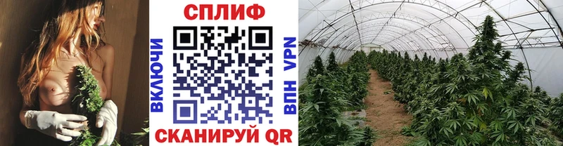Бошки Шишки планчик  Купить закладки  Борисоглебск 